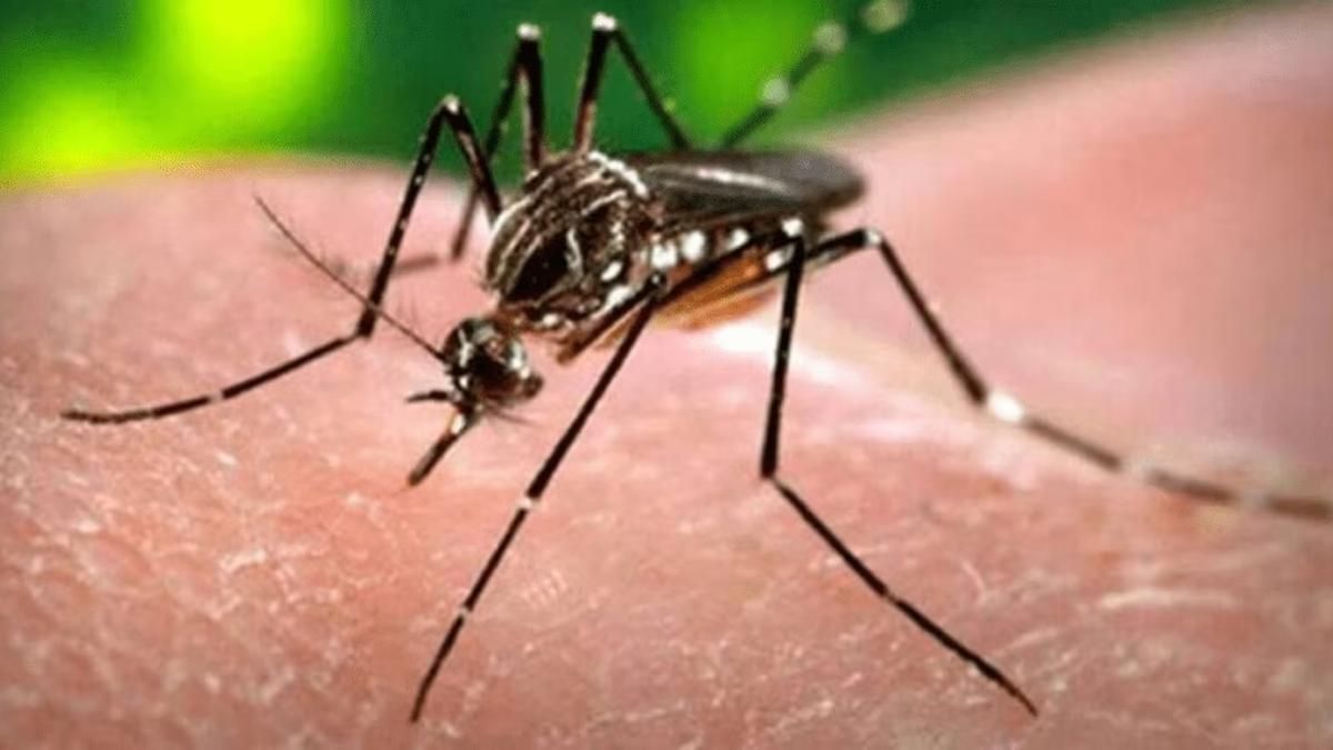 पुण्यात डेंग्यूचा धोका वाढला : जून महिन्यात ३६ संशयित रुग्ण, चाचणीसाठी जास्त शुल्क घेतल्यास कारवाई.