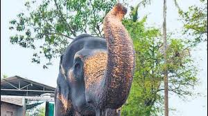 कोल्हापूर हत्ती पुनर्वसन केंद्र