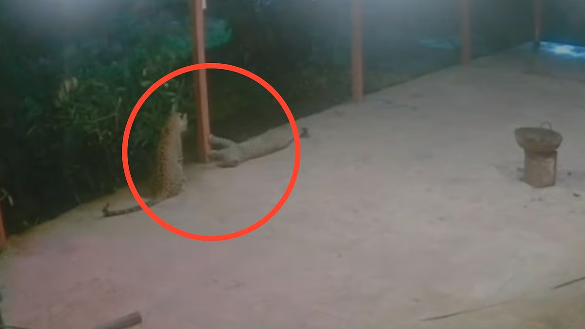 इगतपुरी बिबट्या