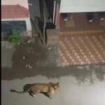 औंध बिबट्या दर्शन