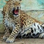 शिरूर तालुक्यात बिबट्या