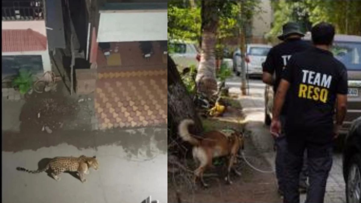 औंध बिबट्या दर्शन