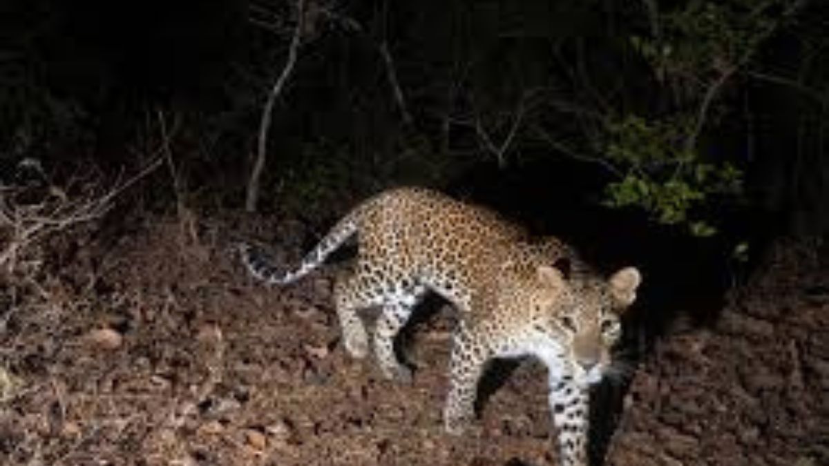 बिबट्या स्थलांतर