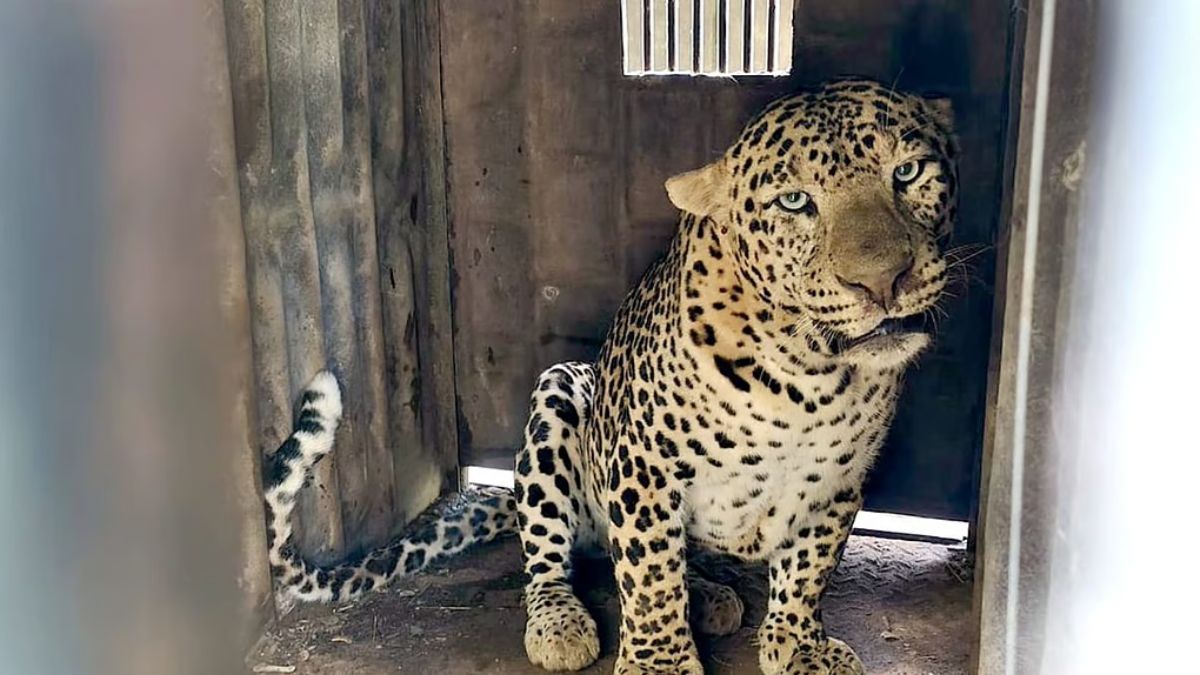 बिबट्या पकडला