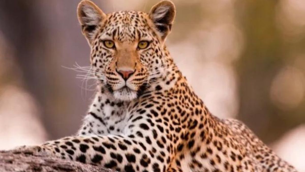 आंबेगावात बिबट्या