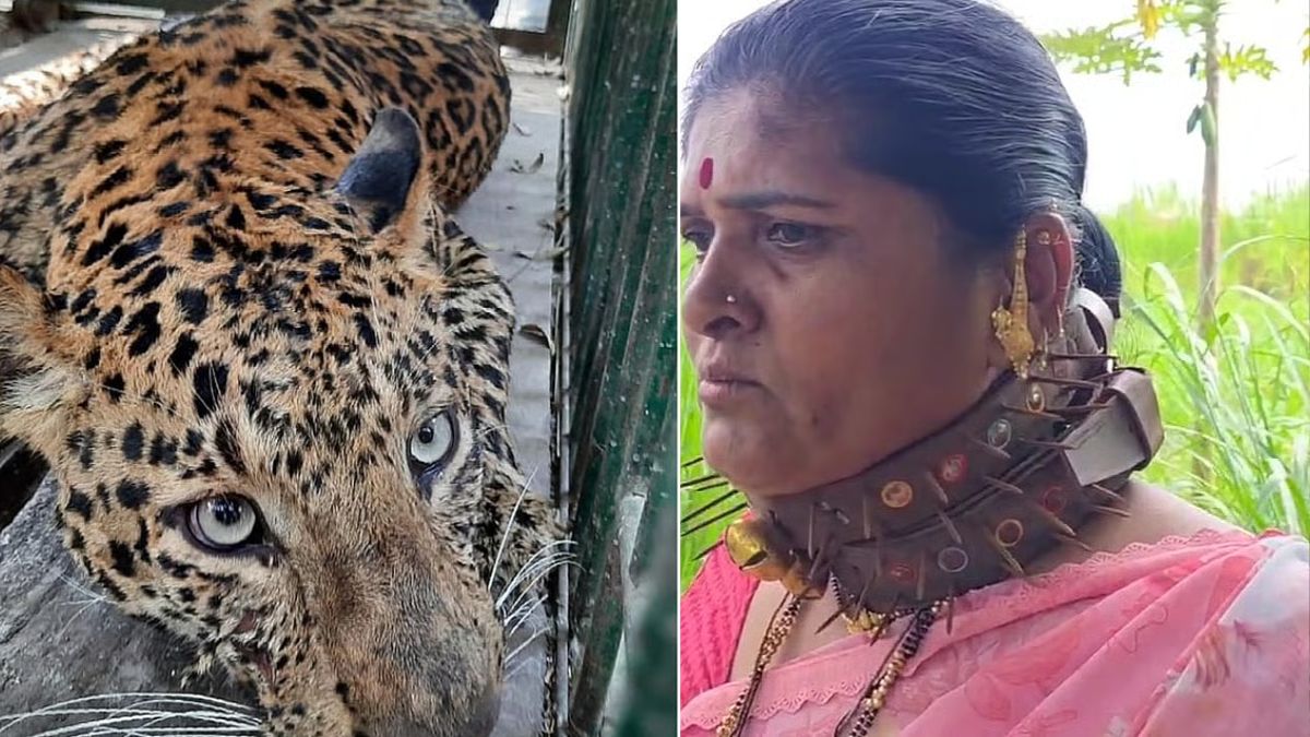 खिळेरी पट्टा