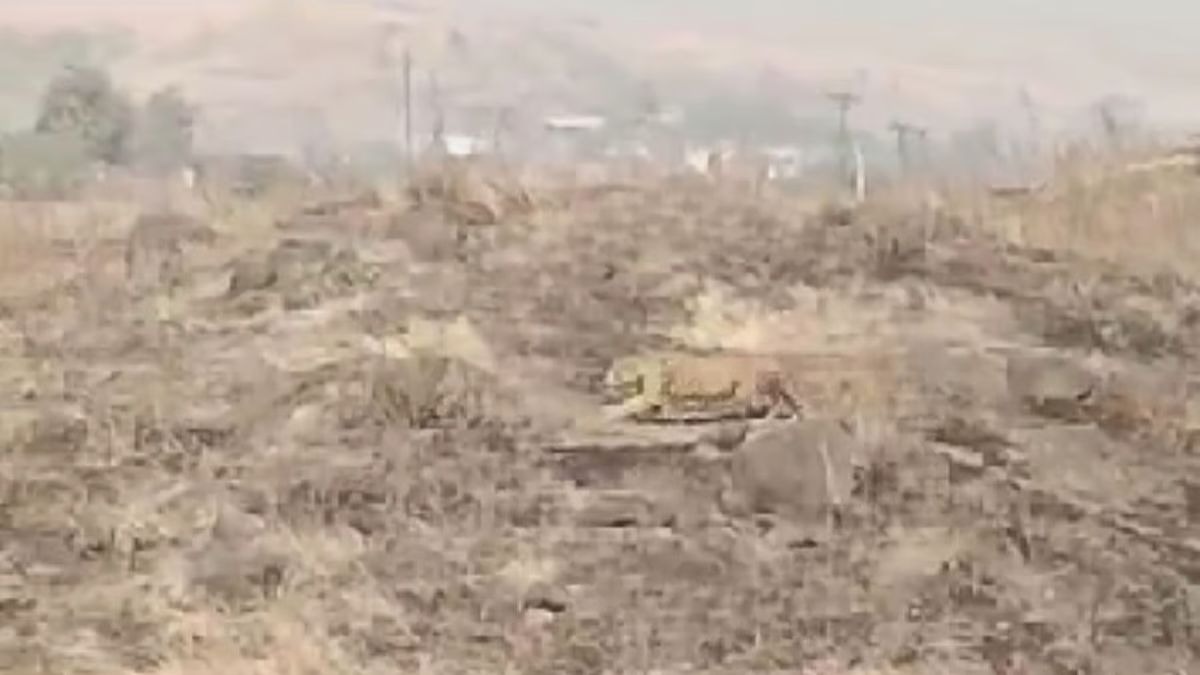 आळंदी बिबट्या वावर