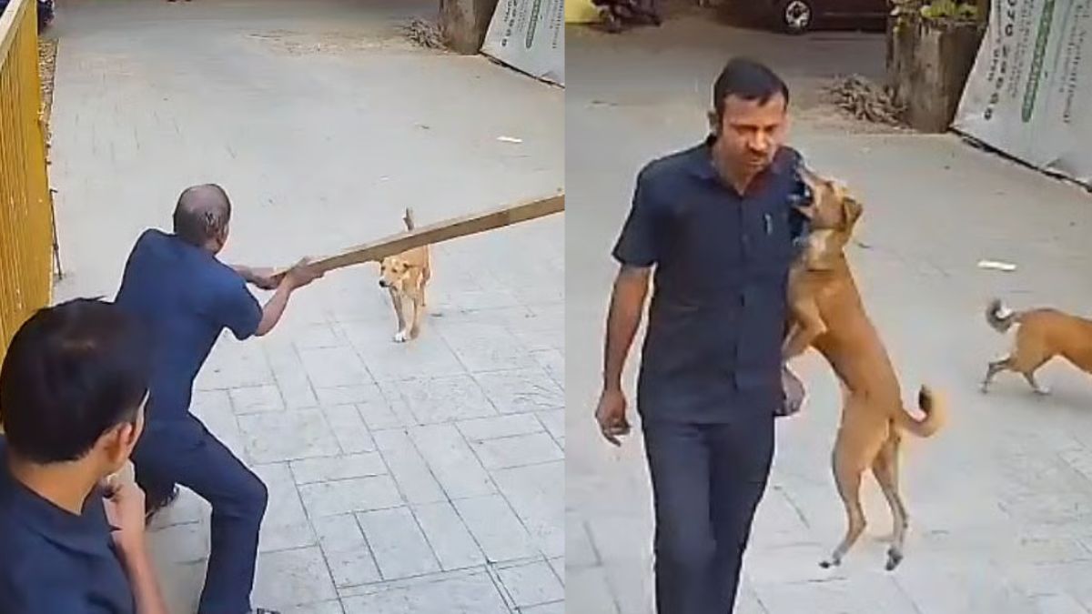 मुंबईत भटक्या कुत्र्याचा सुरक्षारक्षकावर हल्ला